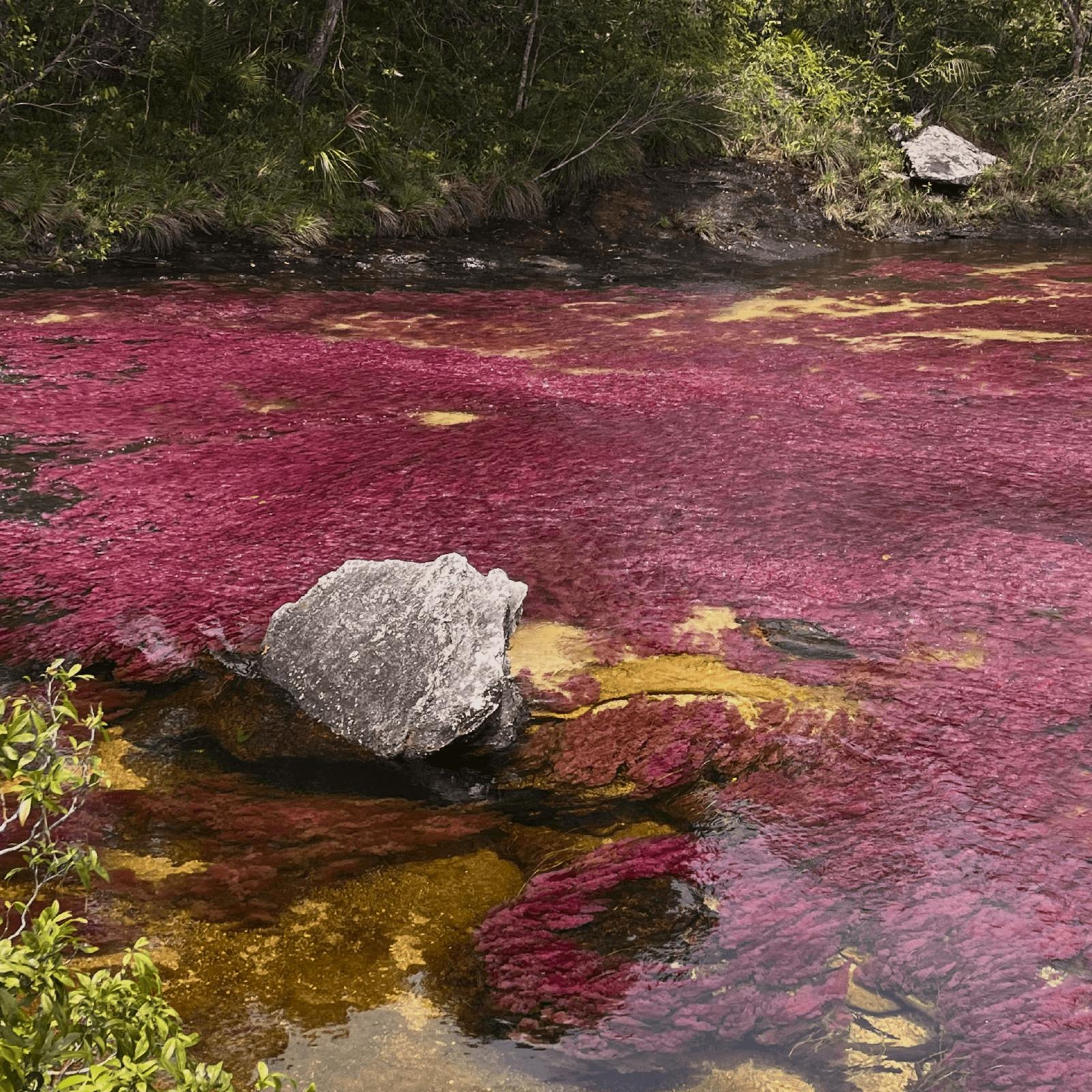 Caño Cristales 17