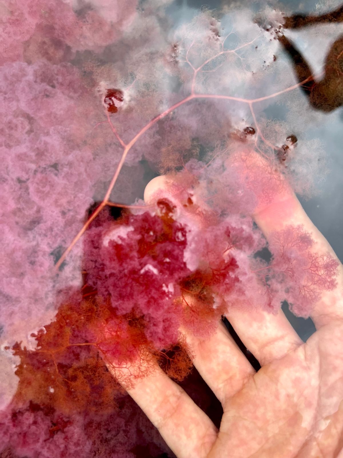 Caño cristales-2