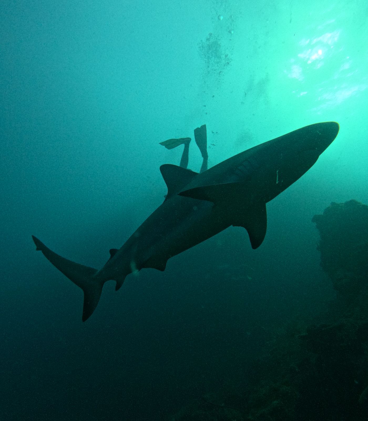 Tiburón y buzos en los arrecifes de Providencia