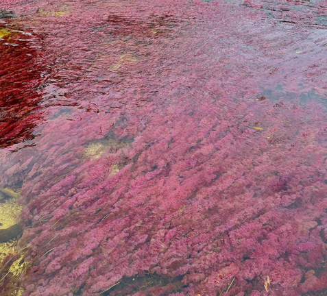 lo mas top 1 caño cristales