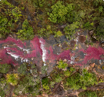 Caño Cristales