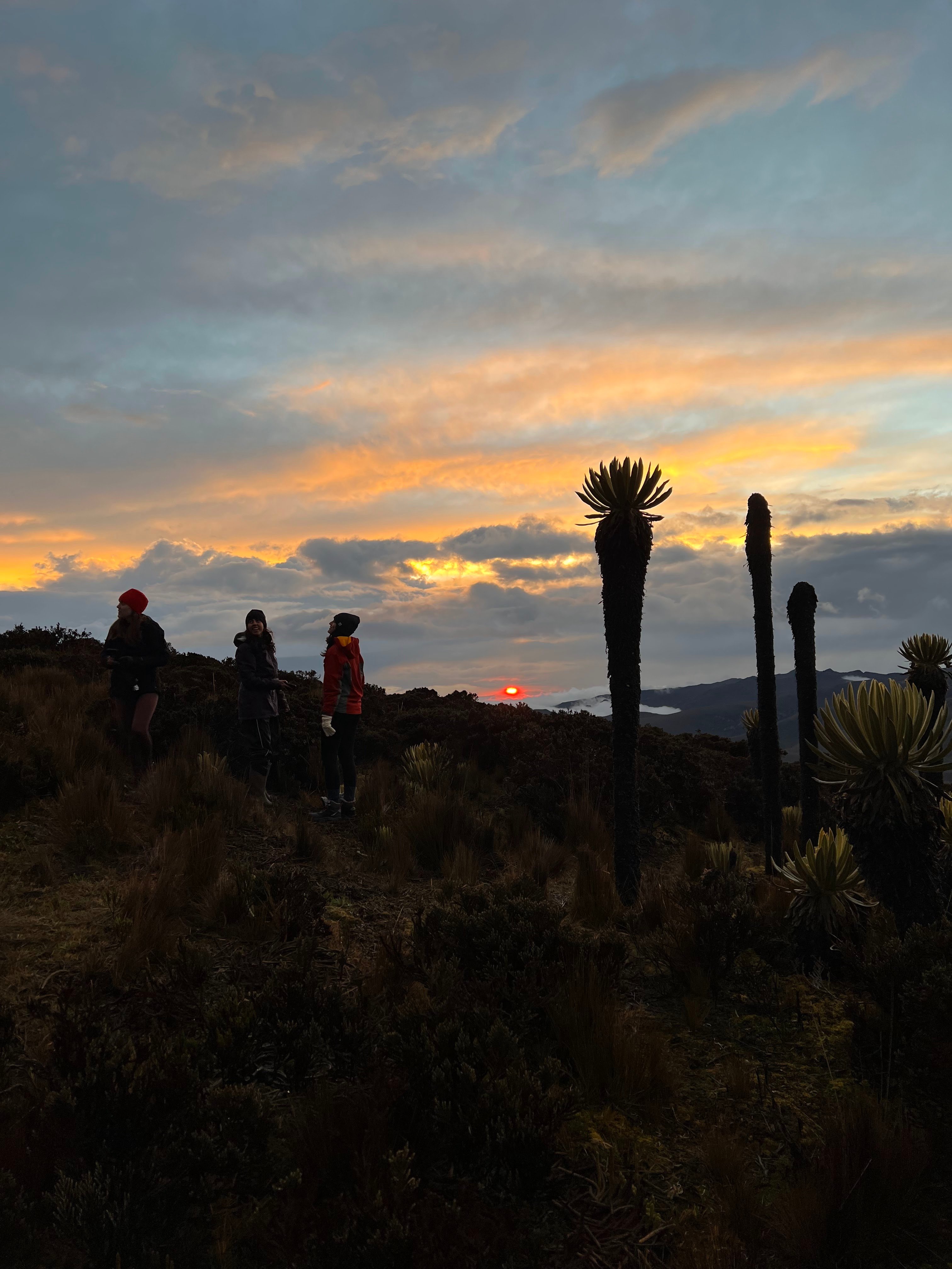 Atardecer entre frailejones camino al Nevado del Tolima